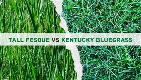 Kentucky Bluegrass Vs Tall Fescue 5 Main Differences Pros And Cons
