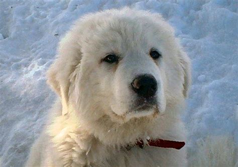 Great Pyrenees Dog In The Snow Great Pyrenees Dog Dogs Great Pyrenees