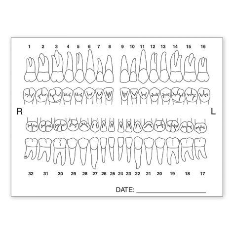 Dental Tooth Chart Printable