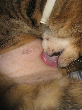 Specific hormones are responsible for your cat's hair growth and in turn, may also be the reason why your cat is losing hair. Cat Hair Loss Its Causes And Treatment