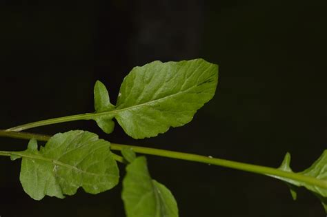 Brassica Juncea Eflora Of India