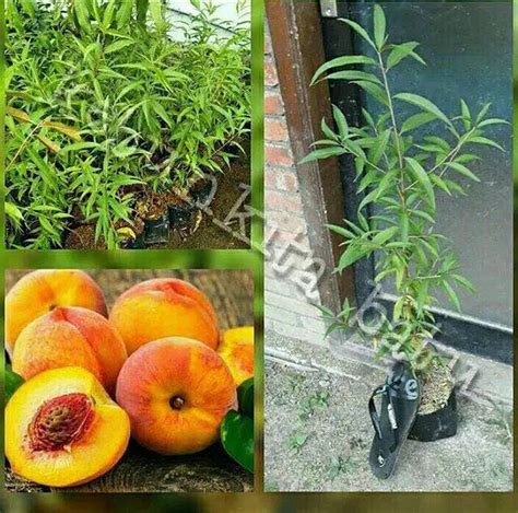 Jual Bibit Tanaman Buah Persik Kota Surabaya Terlengkap Donut1817