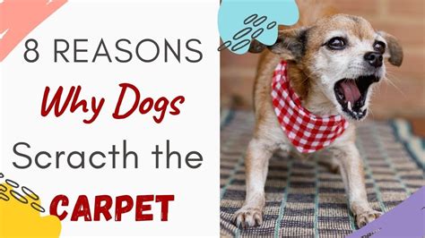 Why Do Dogs Scratch The Carpet Why Do Dog Dig The Carpet 8 Reasons