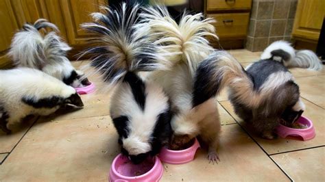 Keeping Pet Skunks, Care and Reasons to have Skunks as ...