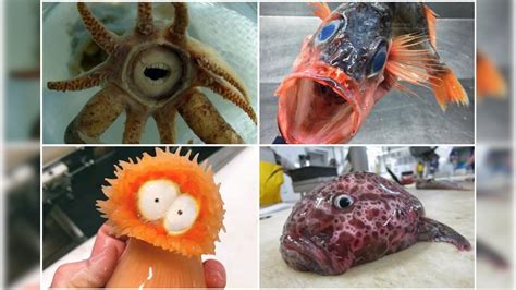 Russian Fishermans Collection Of Weird Rare Sea Creatures Is Straight