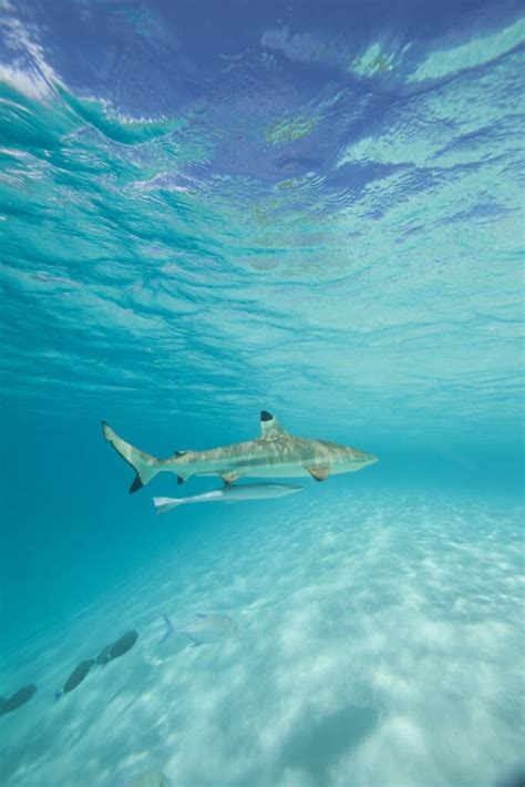 Sharks In Bora Bora Everything You Need To Know