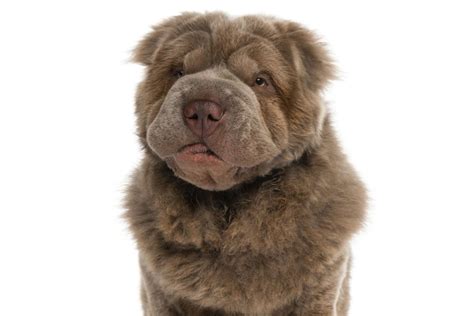 Bear Coat Shar Pei A Teddy Bear Dog Thats Right For You