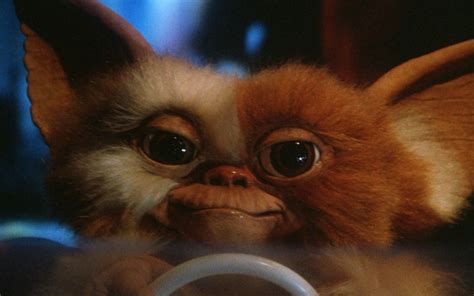 The Full List Of Rules For Taking Care Of Gizmo From Gremlins Funny
