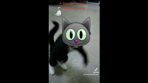 Kitten Stalking Her Prey Me Kitten Cat Animalrescue Youtube