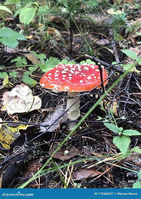 Amanita Muscaria Also Known As Fly Agaric On The Ground In A Forest