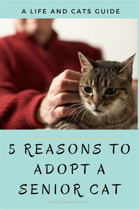 5 Reasons To Adopt A Senior Cat Life And Cats Senior Cat Senior Cat