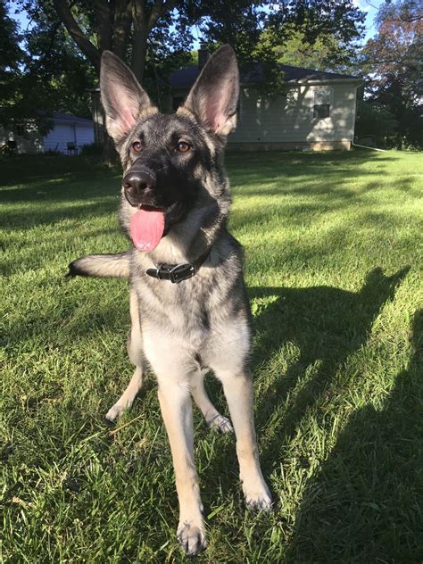 23 German Shepherd Black And Grey Usbleumoonproductions