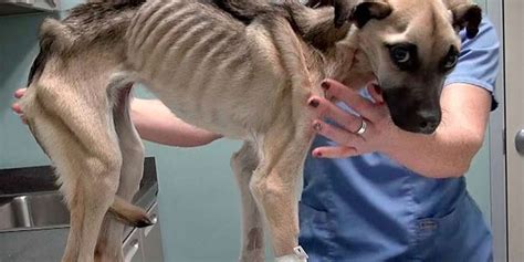 Dog Purposely Starved To The Brink Of Death Now Healthy And Happy The