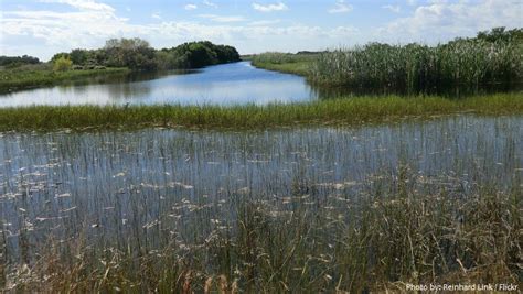 Interesting Facts About The Everglades Just Fun Facts