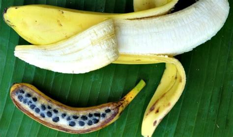 Ako Zasadiť Semená Banánov Magazín O Upratovaní Nápady Na Dekorácie