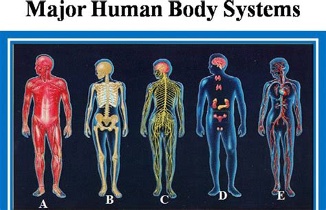 Major Systems Of Human Body A Muscular System B Skeletal System C