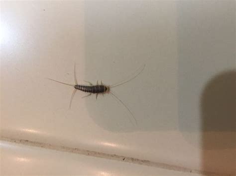 They could be infant silver fish as they are called and can come in on paper. Silver Bugs In Carpet - Carpet Vidalondon