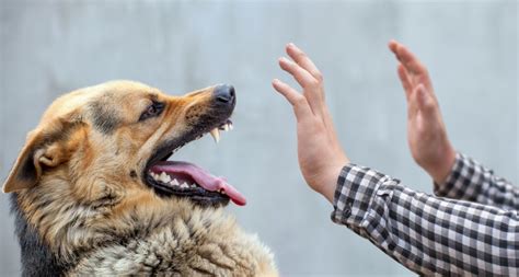 How Do I Know If My Dog Bite Is Infected Personal Injury Lawyer Los