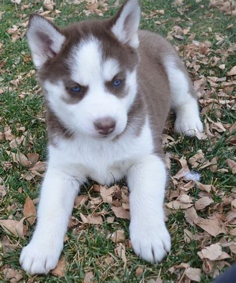 All will be ready by christmas time.pups have been hand held since birth… Siberian Husky Puppies For Sale | Saint Paul, MN #319192