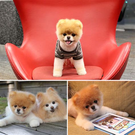 Cute Boo The Dog Pictures Popsugar Pets