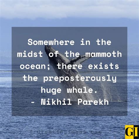 30 Inspiring Whale Quotes And Sayings