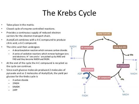 Kreb Cycle Definition Driverlayer Search Engine