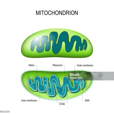 Ilustración De Mitocondria La Sección Transversal Y La Estructura De