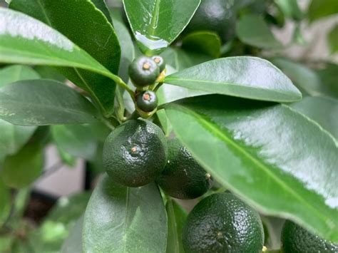 Learn Why A Lime Tree Loses Leaves How To Fix Lime Tree Leaf Drop