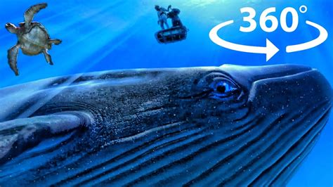 360° Incredible Close Whale Encounter Underwater Vr Experience Youtube