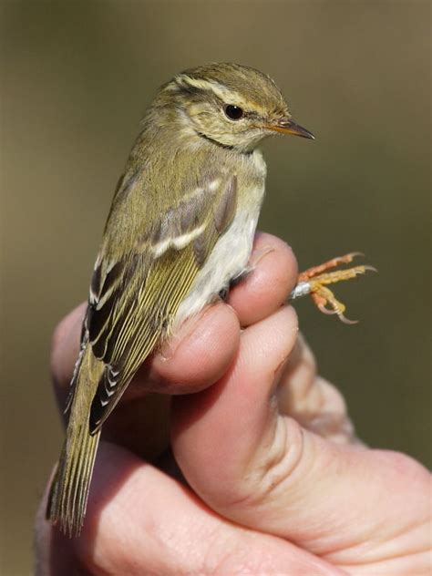 British Birds Photographing Migrant Yellow Browed Warblers In Cornwall