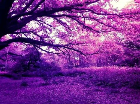Pin By فاطمة حسن On 7 Violet Purple Moooove Forest Wallpaper