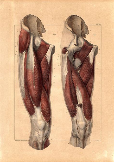 Leg Anatomy Muscle Anatomy Anatomy Poses Anatomy Art Human Anatomy
