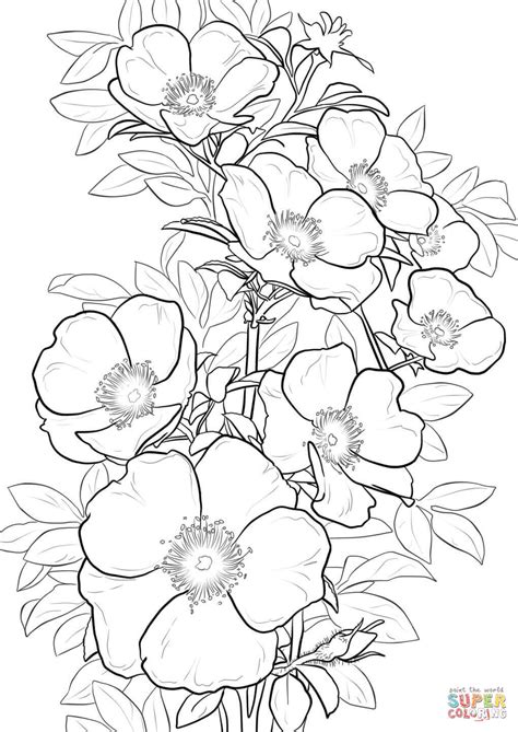 Maybe you would like to learn more about one of these? Cherokee Rose coloring page | Free Printable Coloring Pages