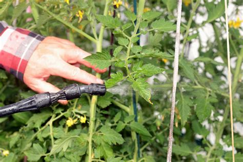 Organic Pest Control For Your Garden That Really Works
