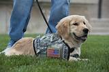 Most Common Service Dogs Pictures