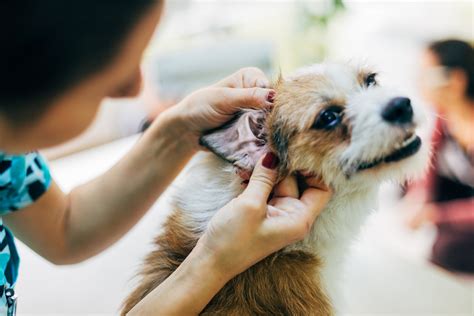 Ear Care For Dogs 101 How To Prevent And Treat Ear Infections Animal