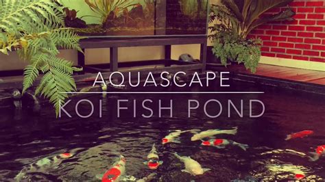 Connected Aquascape And Koi Fish Pond Youtube