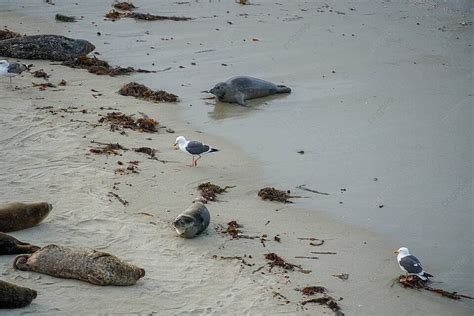 Sunbathing Pinnipeds At La Jolla Cove San Diego Photo Background And