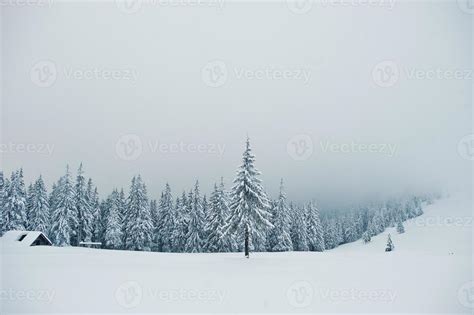 Pine Trees Covered By Snow On Mountain Chomiak Beautiful Winter