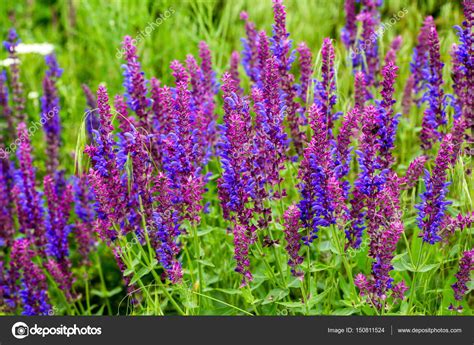 Purple Wild Flowers In The Grass — Stock Photo © Sichkarenkocom 150811524
