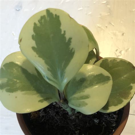Round Waxy Light And Dark Green Leaves