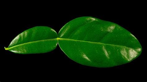 Kaffir Lime Leaf Citrus Hystix Flora Obscura