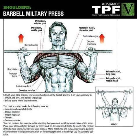 Barbell military press | Shoulder workout, Muscle groups to workout