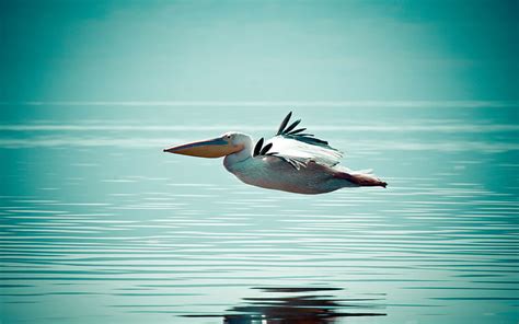 Hd Wallpaper Pelican Pink Young Nature Bird Water Bird Animal