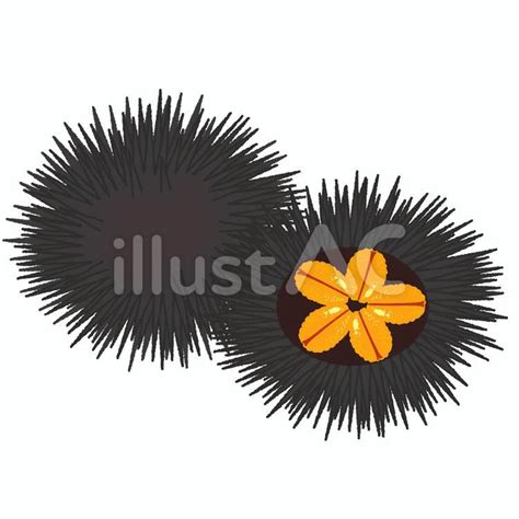 Free Vectors Sea Urchin Illustration
