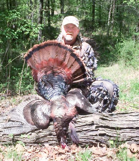 Kentucky Turkey Hunting Success Western Kentucky Outdoors