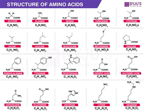 Among these varied roles according to the current guidelines, adults should aim for 20 mg of isoleucine per kilogram of body. 20 amino acids and their structures and functions pdf