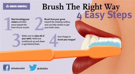 The following are steps to guide you on how to brush your cat's teeth: 4 Steps to Brushing the Right Way
