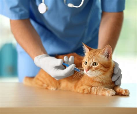 Pet Diabetes Care And More Pet Diabetes Month Bayside Animal Hospital
