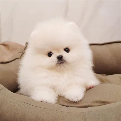 Teacup Pomeranian Puppies For Sale 500pomeranian For Sale 500